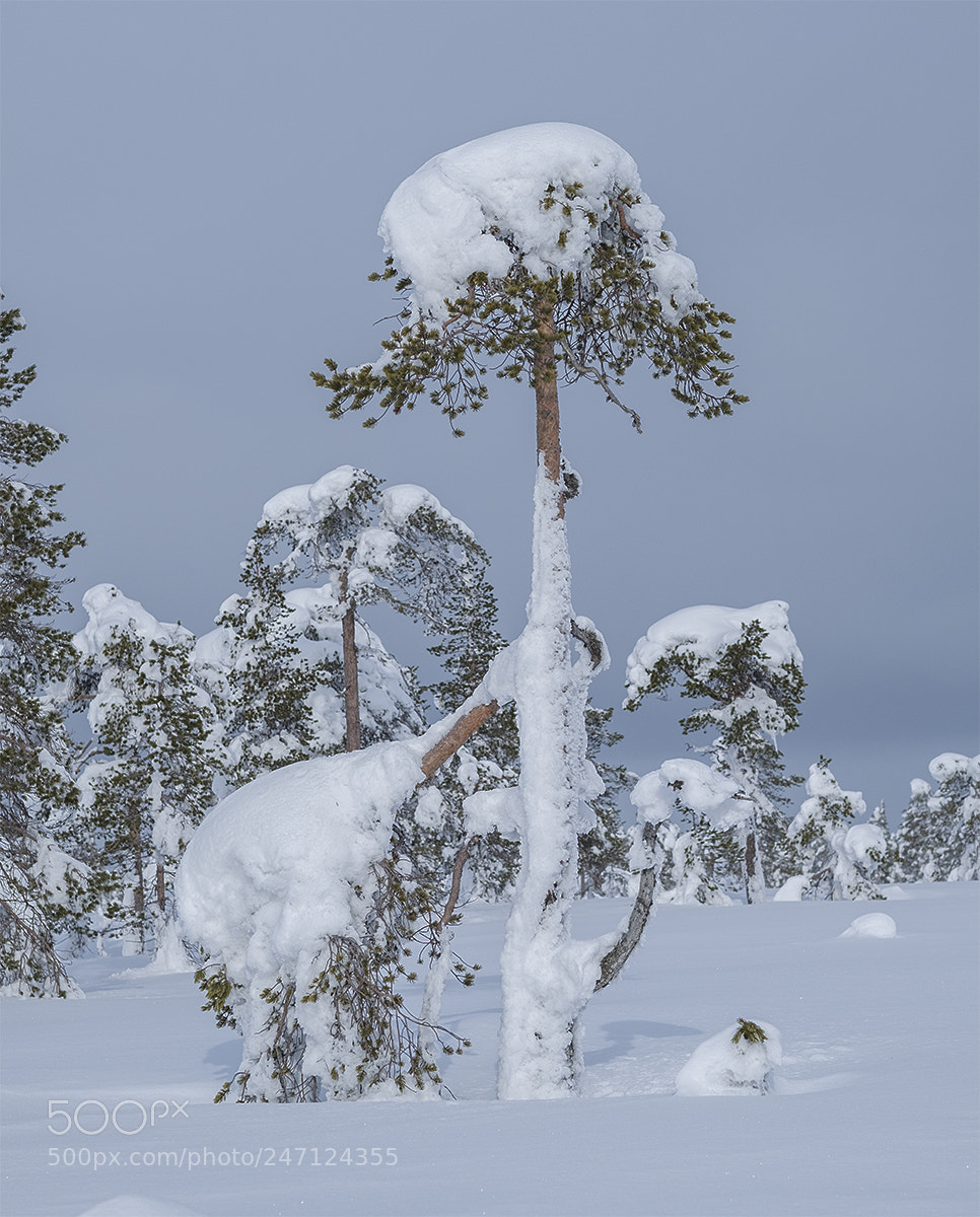 Fujifilm X-T2 sample photo. Winter photography