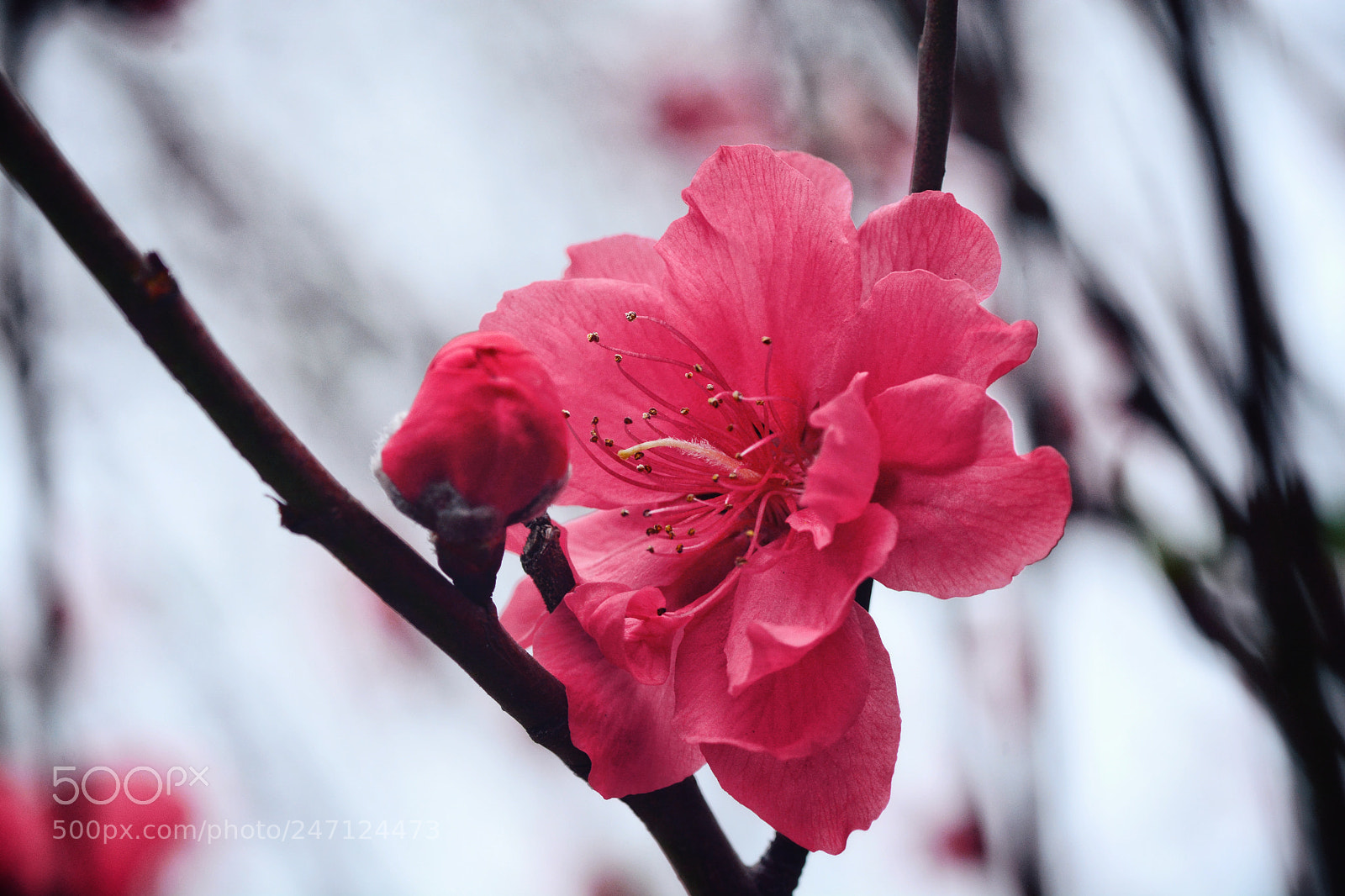 Nikon D7100 sample photo. Untitled photography