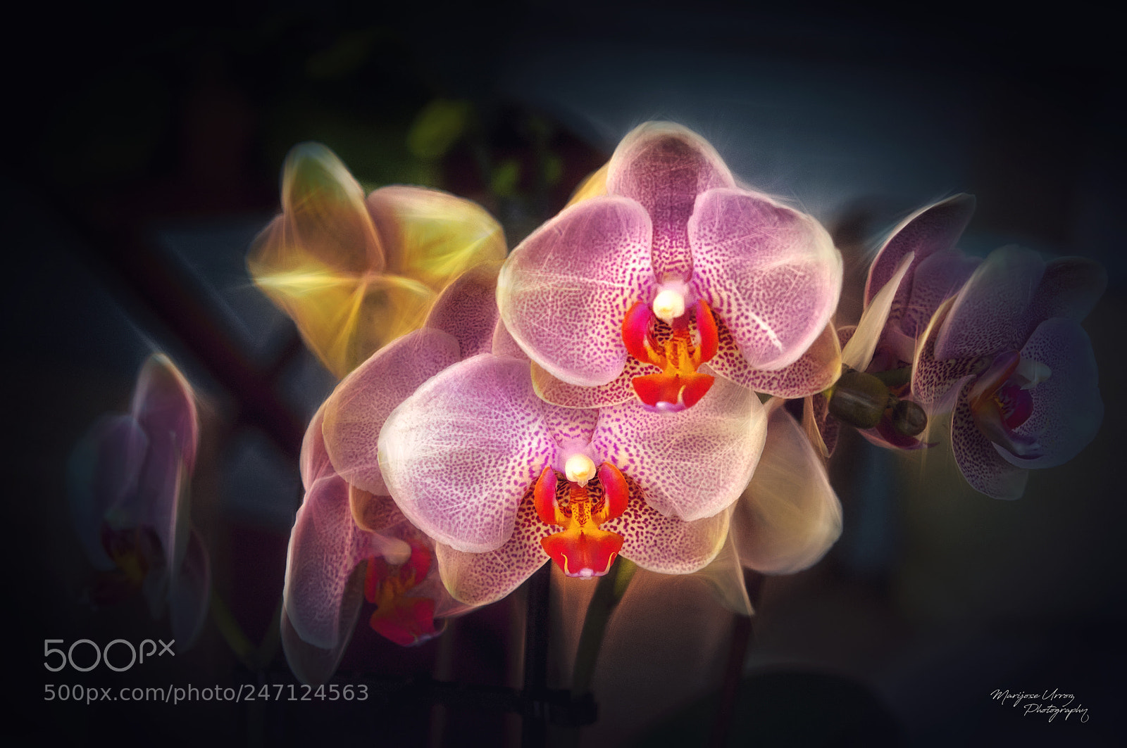 Nikon D300 sample photo. Orquidea photography