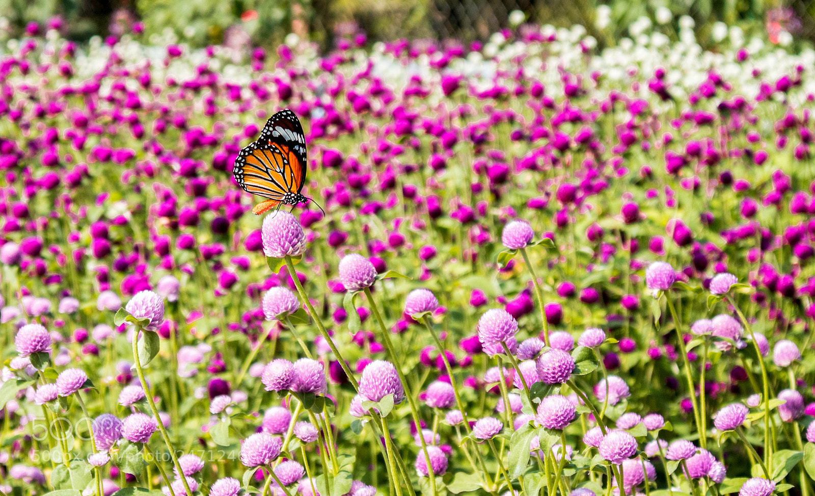 Canon EOS M10 sample photo. Untitled photography