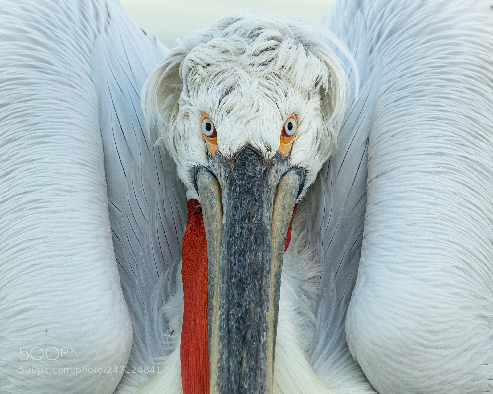 Canon EOS-1D X Mark II sample photo. Close up of a photography