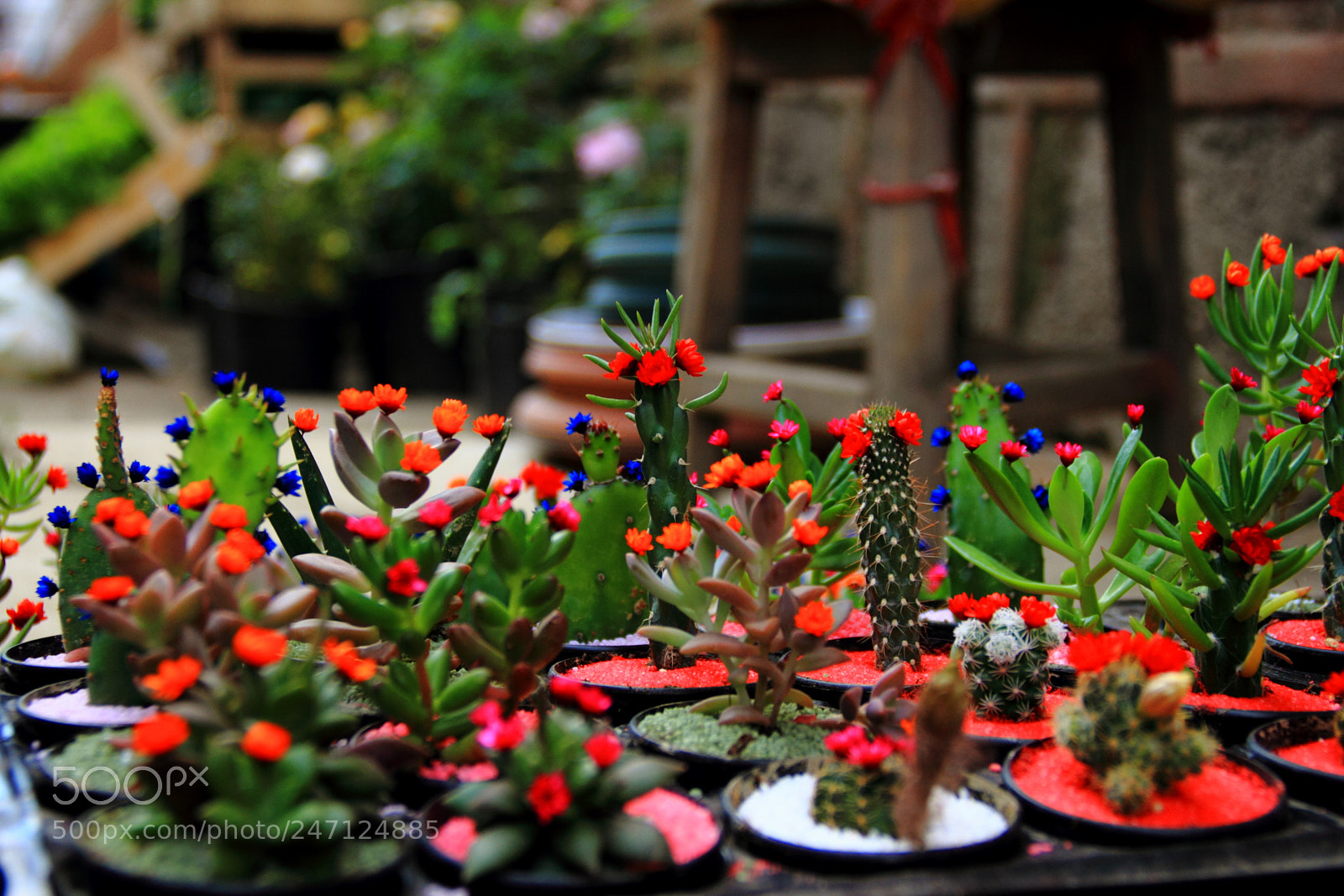Canon EF-S 18-135mm F3.5-5.6 IS sample photo. Colorful cactus flowers, emin photography