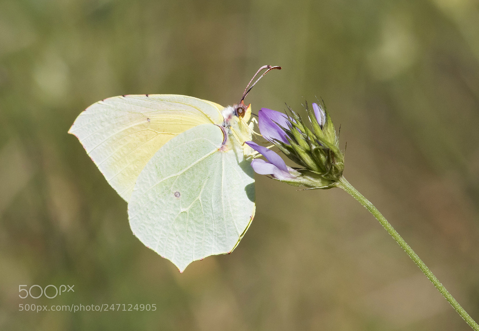 Canon EOS 7D Mark II sample photo. Gonepteryx photography