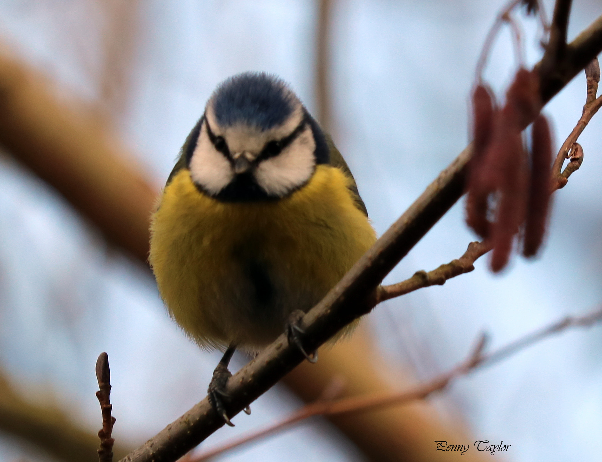 Canon EF 70-300 F4-5.6 IS II USM sample photo. Pretty bluetit photography