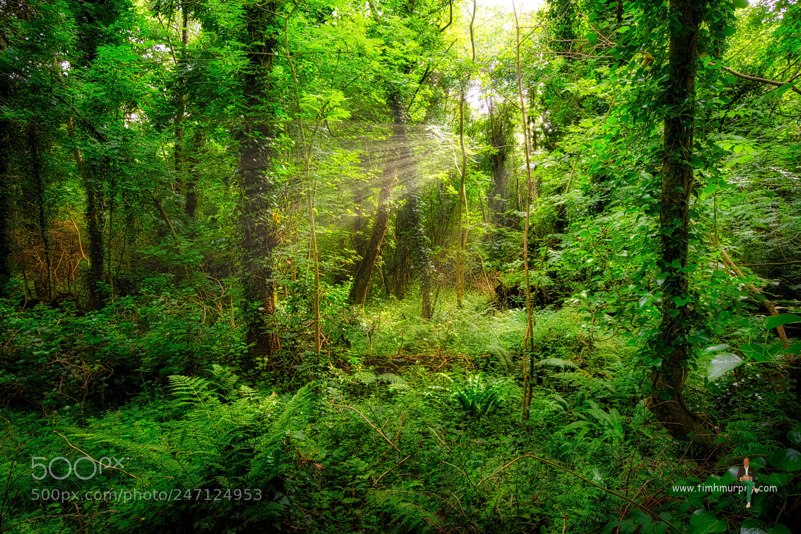 Nikon D7100 sample photo. Enchanted forest photography