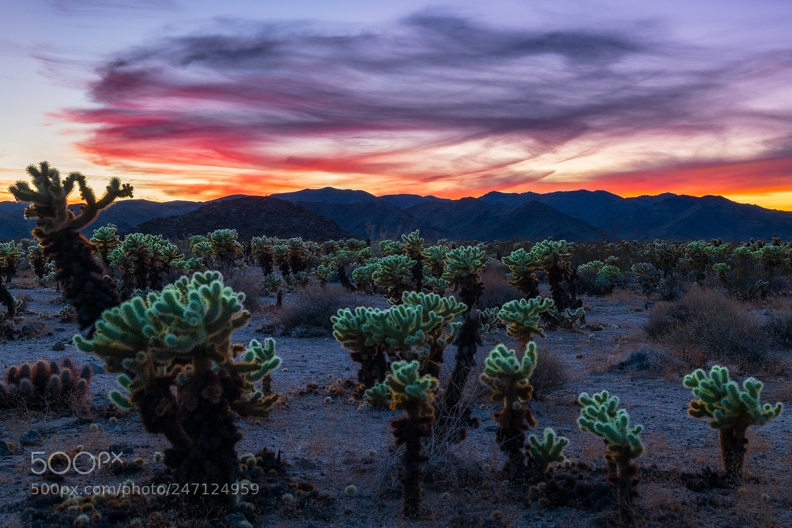 Nikon D850 sample photo. Colorful sunset photography