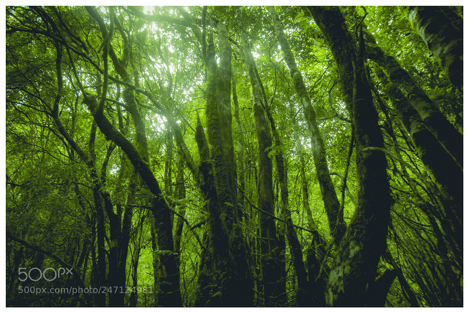 Canon EOS-1D Mark III sample photo. Bosque nativo photography