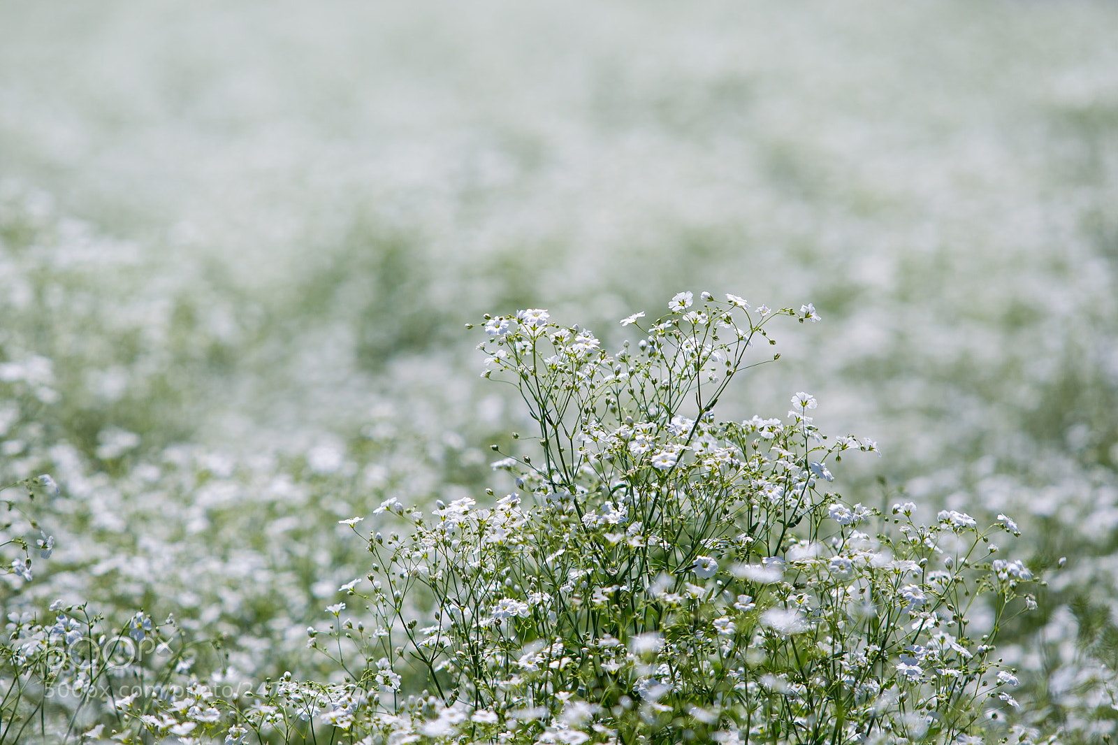 Canon EOS-1D Mark IV sample photo. Gypsophila elegance photography