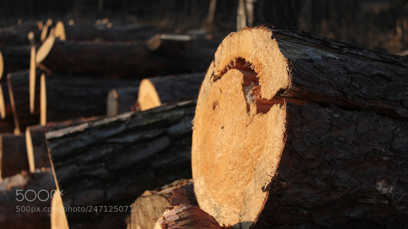 Canon EOS 600D (Rebel EOS T3i / EOS Kiss X5) sample photo. Logs photography