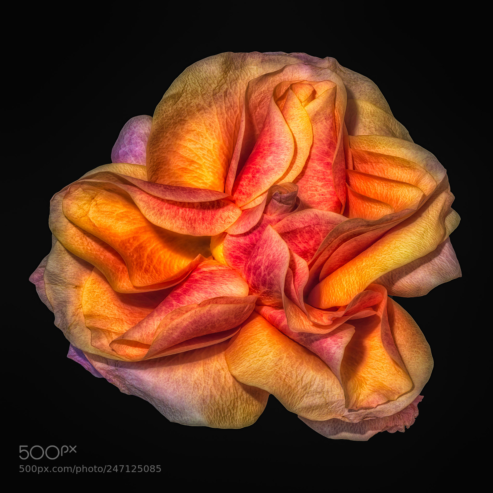 Nikon D810 sample photo. Rose petal colorplay photography