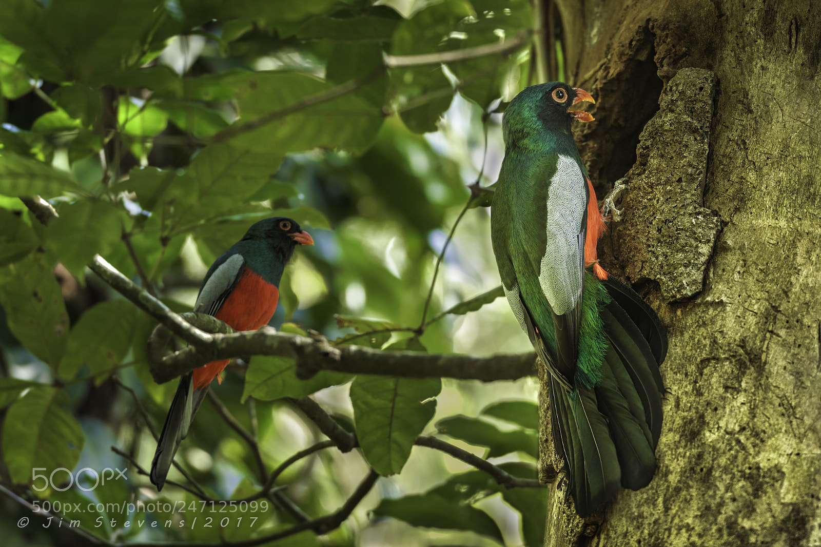 Canon EOS-1D X sample photo. Slaty-tailed trogons (trogon massena) photography
