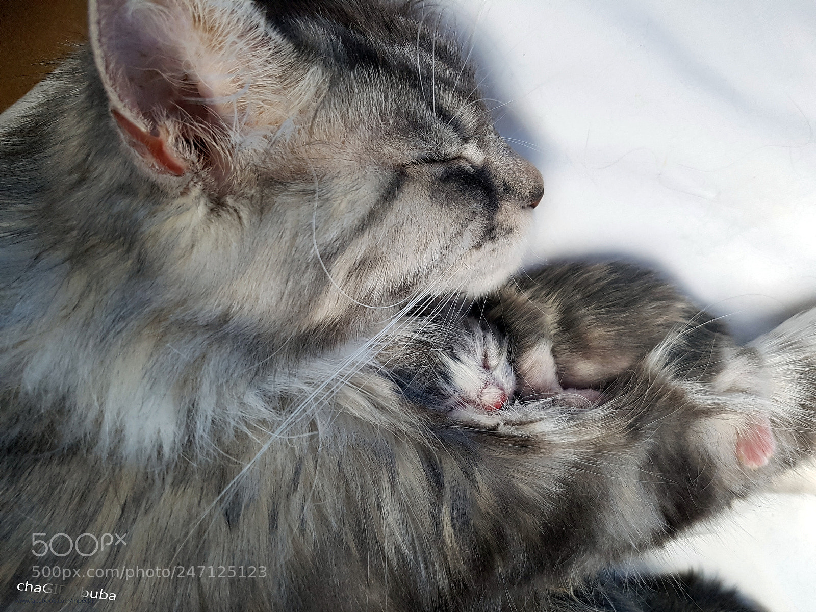 Samsung Galaxy S7 Edge sample photo. Chagidabuba maine coon pebbles photography