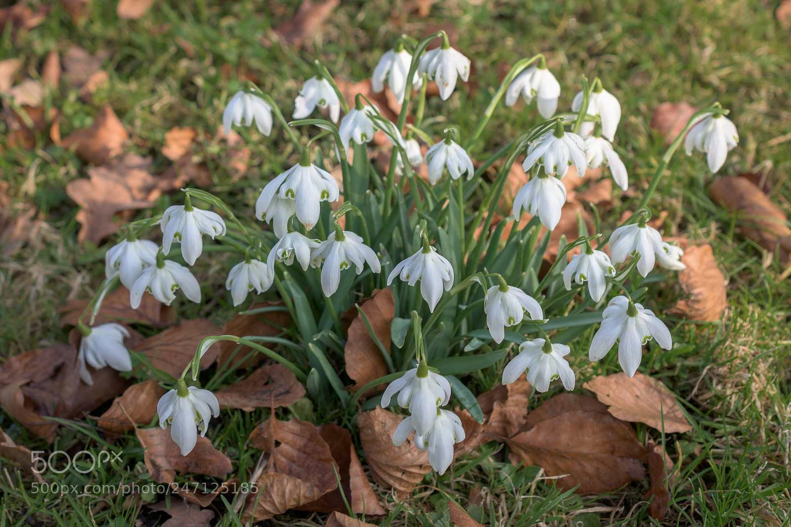 Nikon D7200 sample photo. Snowdrops, nostell priory, wakefield photography
