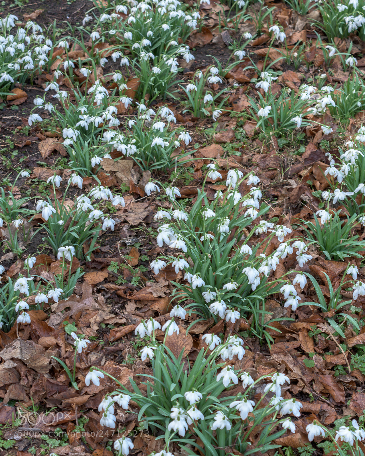 Nikon D7200 sample photo. Snowdrops, nostell priory, wakefield photography