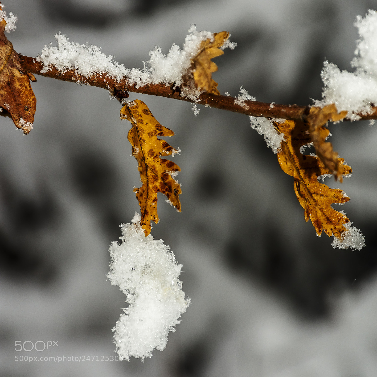 Nikon D7200 sample photo. Hanging snow photography