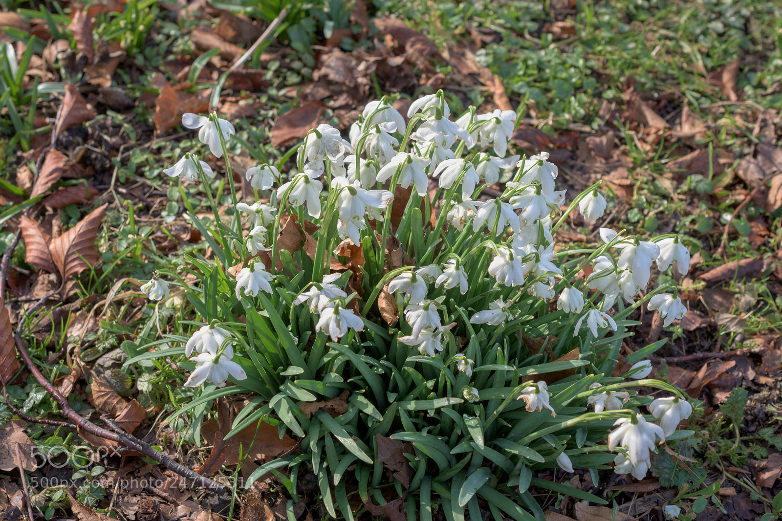 Nikon D7200 sample photo. Snowdrops, nostell priory, wakefield photography