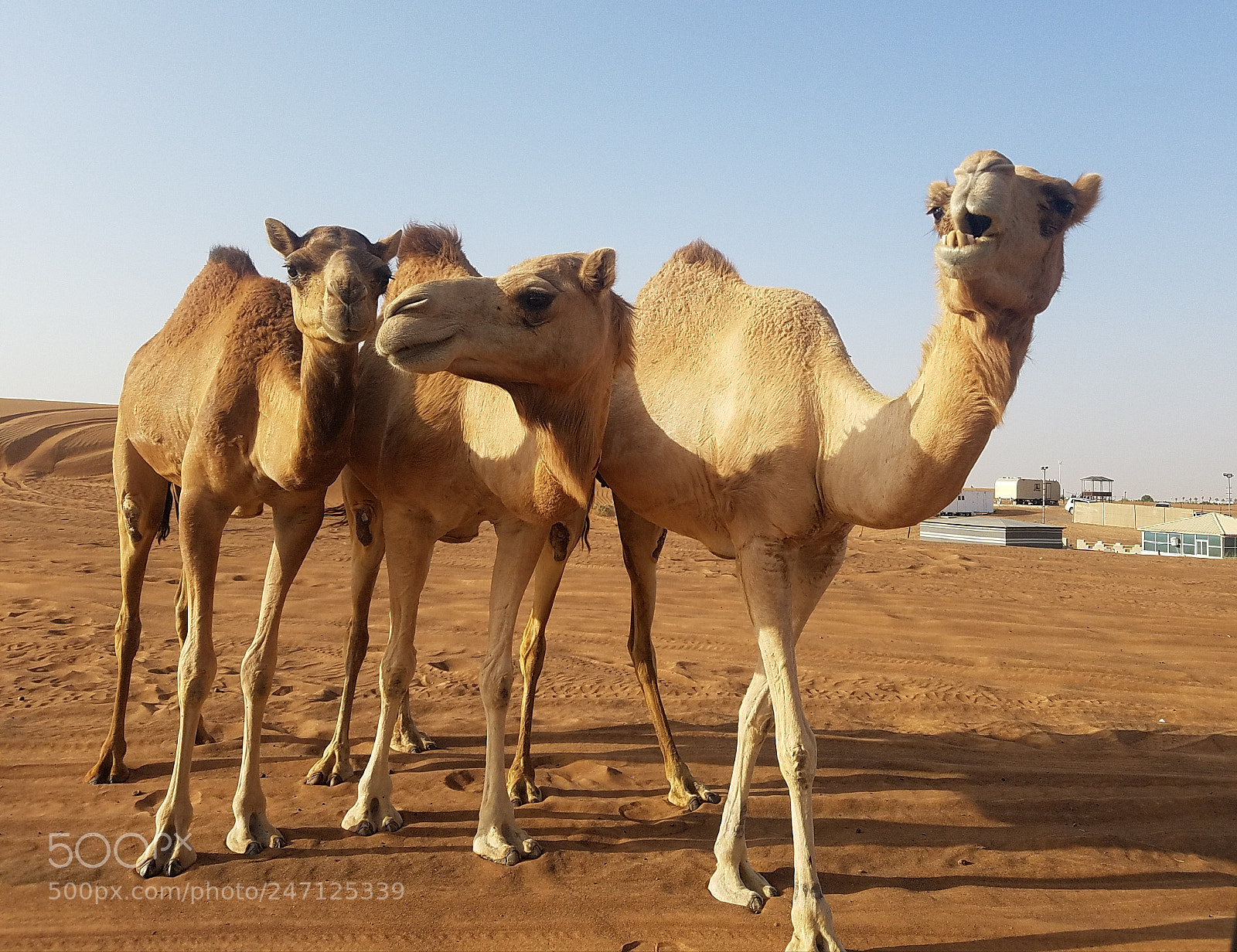 Samsung Galaxy S7 Edge sample photo. Camels photography