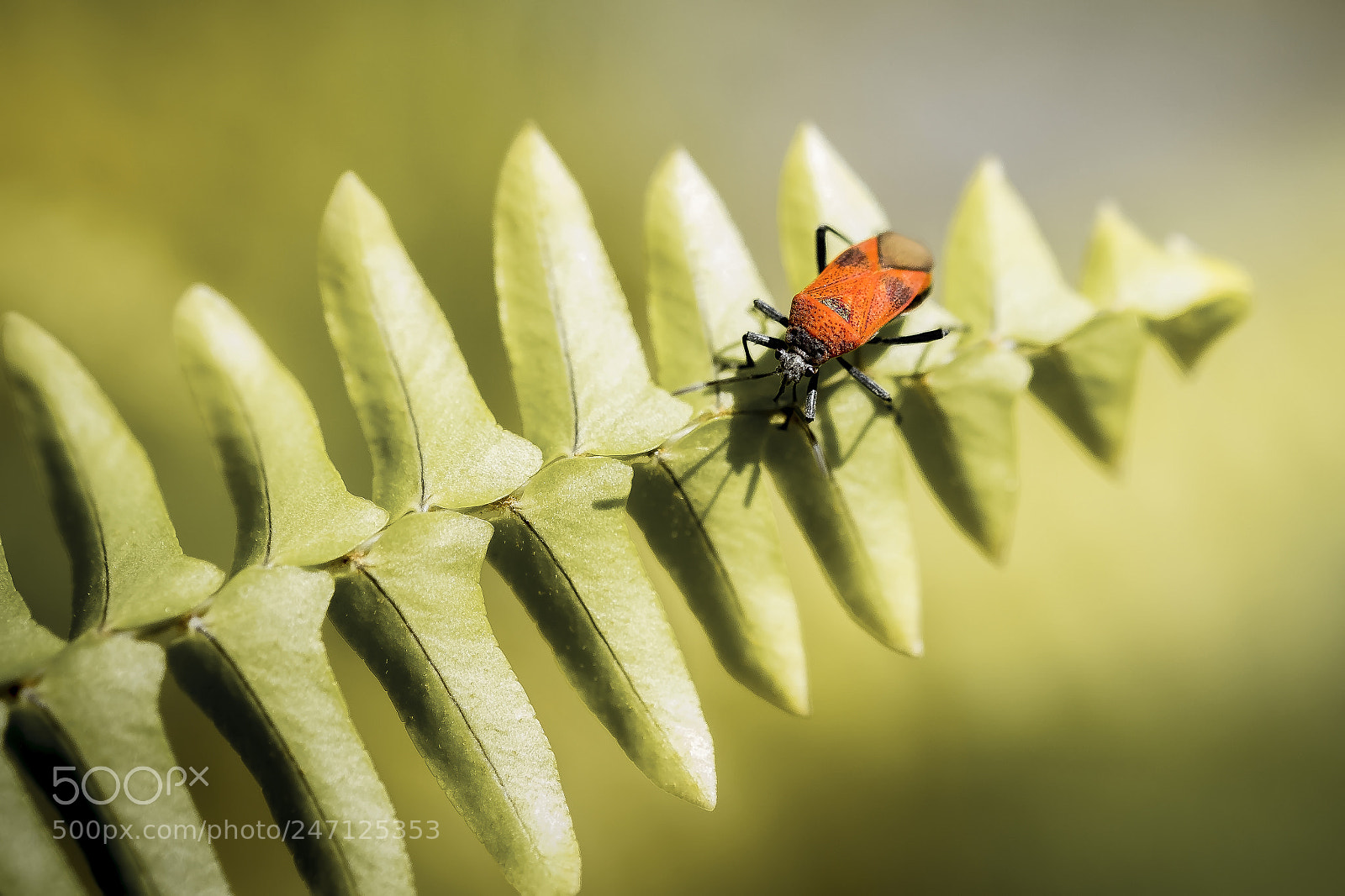 Fujifilm X-T2 sample photo. Walk on the fern photography