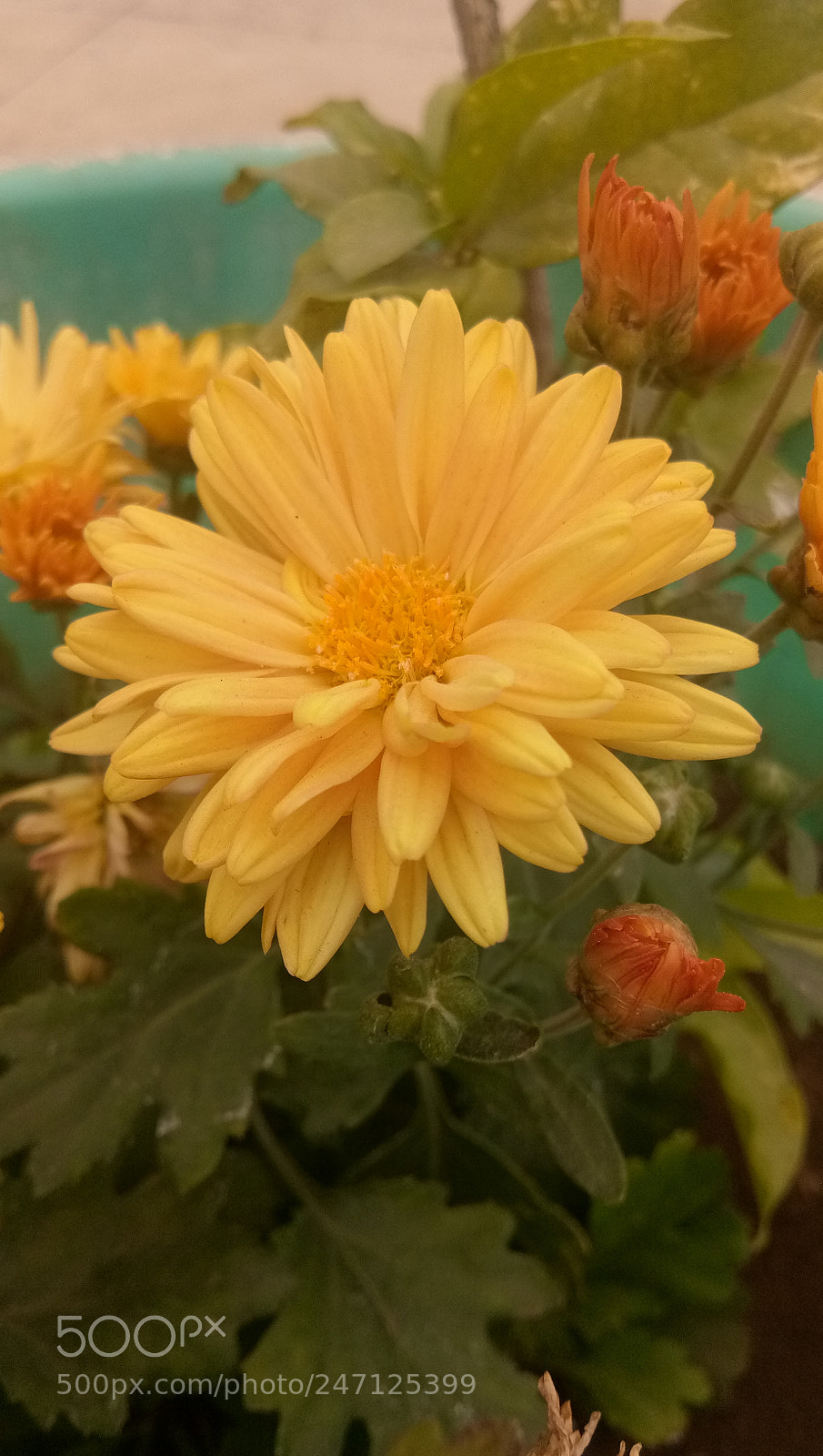 vivo 1601 sample photo. Yellow flower photography