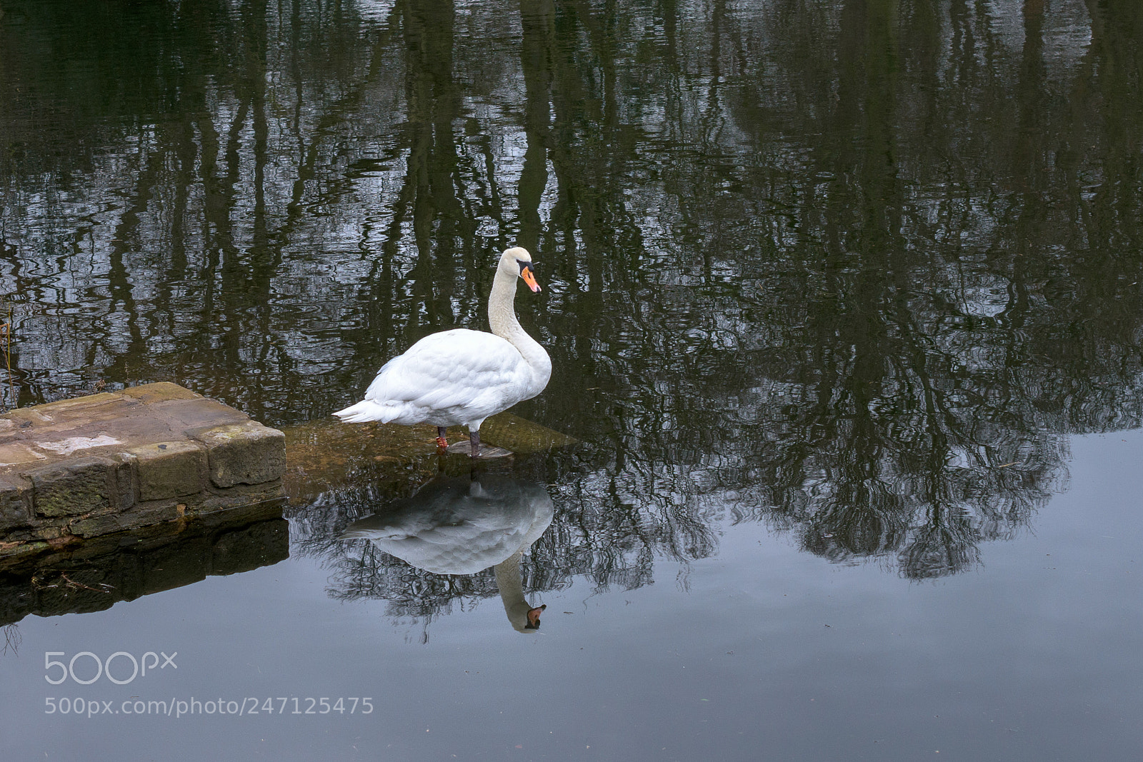 Nikon D7200 sample photo. Swan, nostell priory middle photography