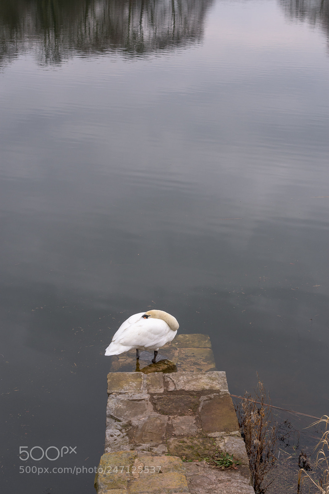 Nikon D7200 sample photo. Swan resting, nostell priory photography