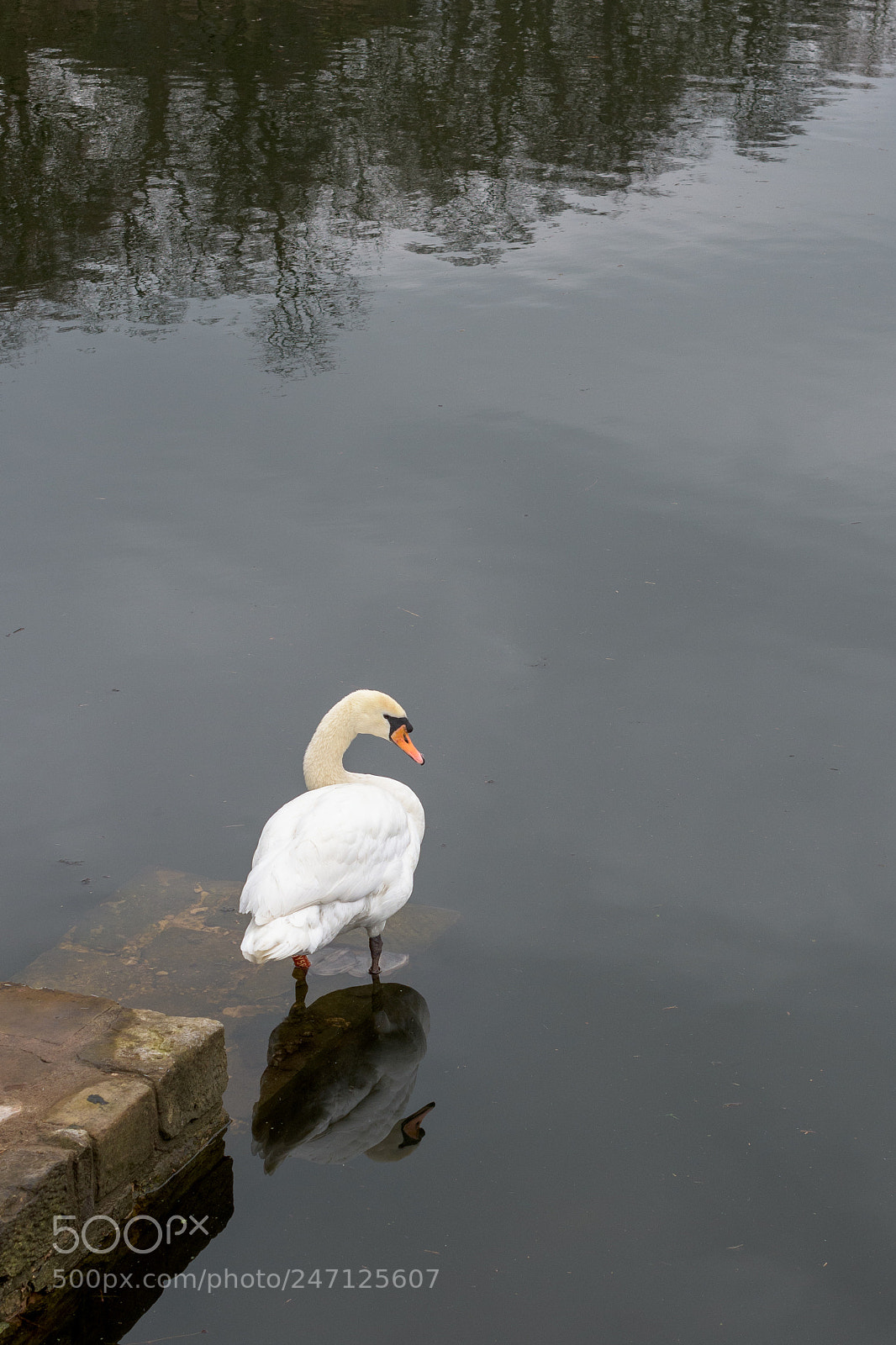 Nikon D7200 sample photo. Swan, nostell priory middle photography
