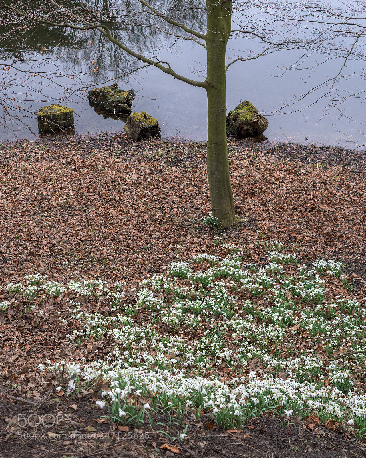 Nikon D7200 sample photo. Snowdrops, nostell priory, wakefield photography