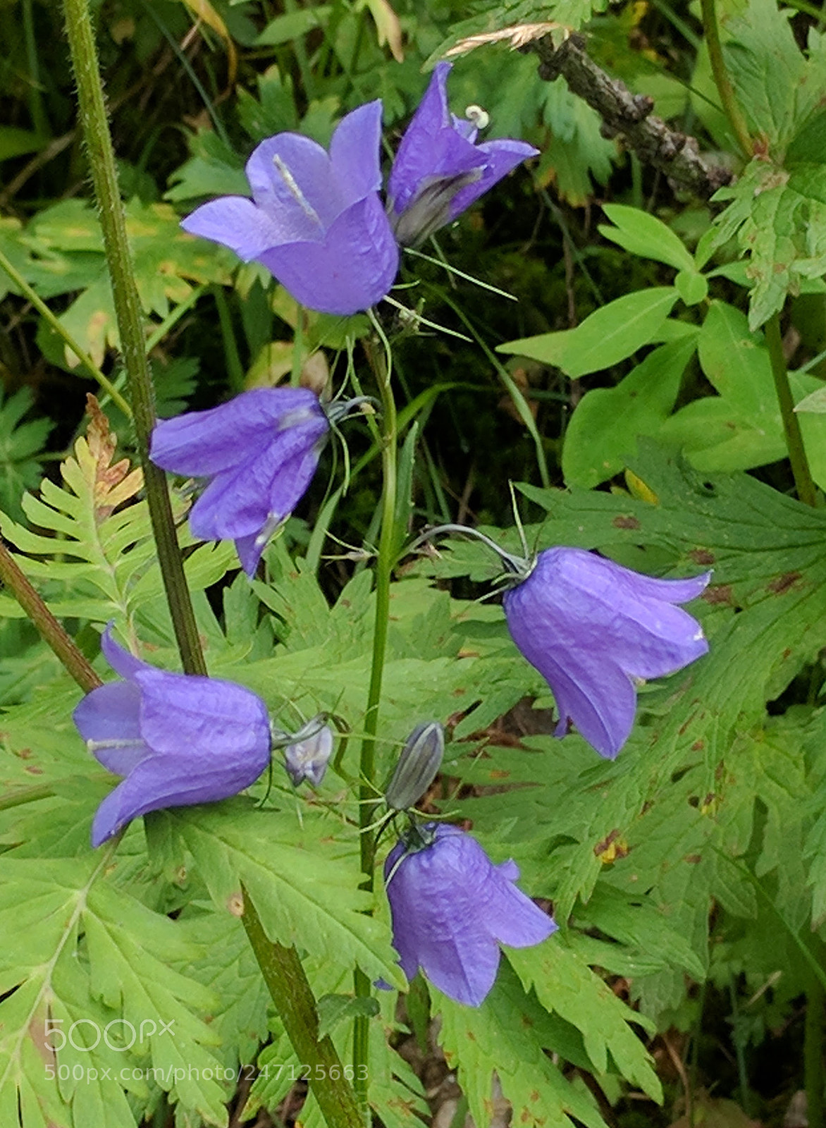 LG Nexus 5X sample photo. Mountain flowers photography