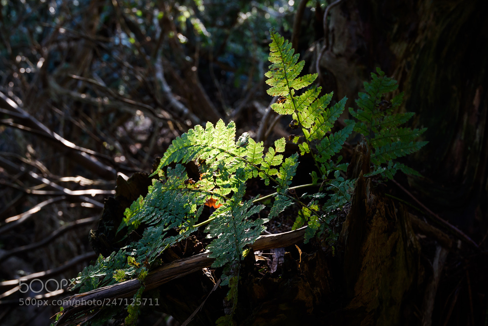 Nikon D810 sample photo. Fern on a tree photography