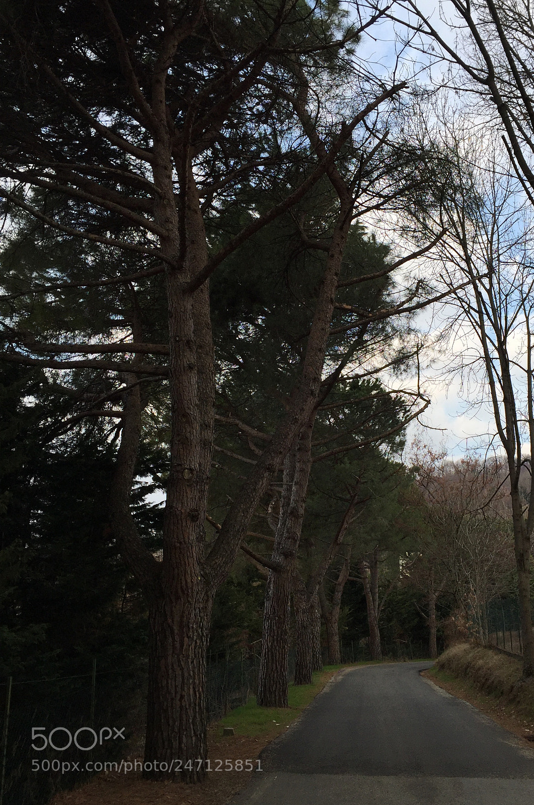 Apple iPhone 6 Plus sample photo. Collina italy photography