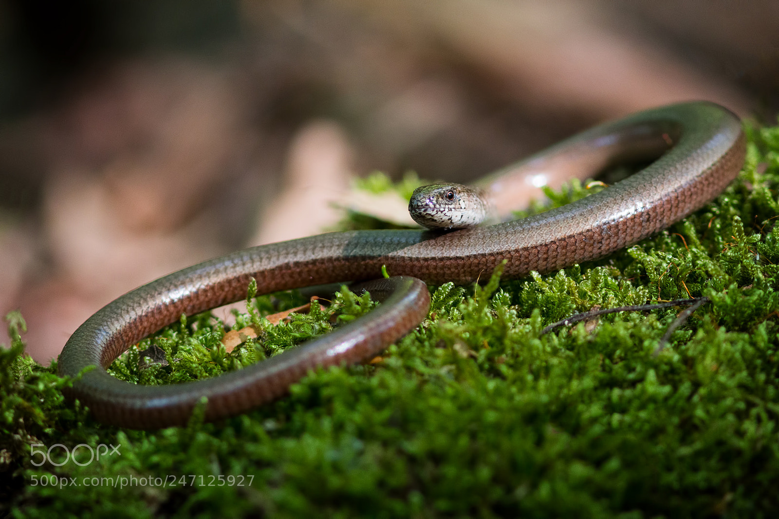Canon EOS 70D sample photo. Snake or isn't it? photography