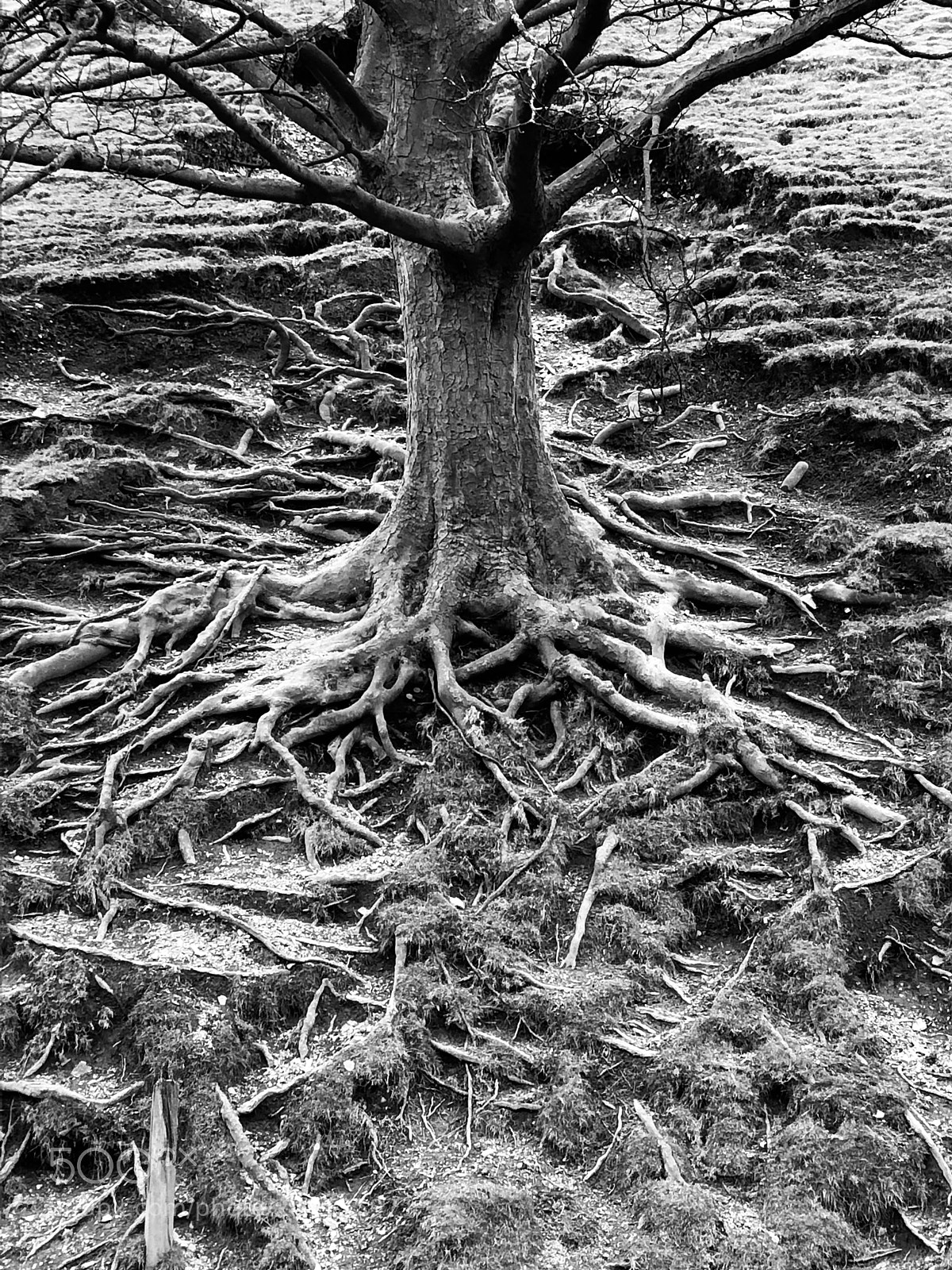 Apple iPhone 8 sample photo. Roots photography