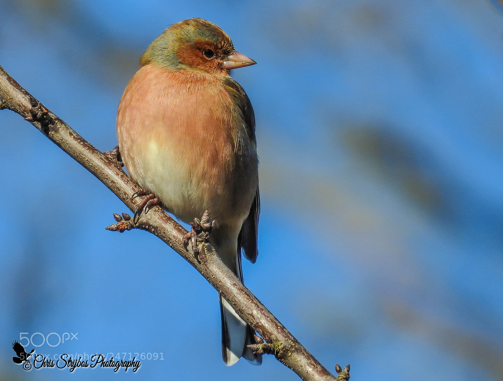 Nikon Coolpix P900 sample photo. Chaffinch (vink) photography
