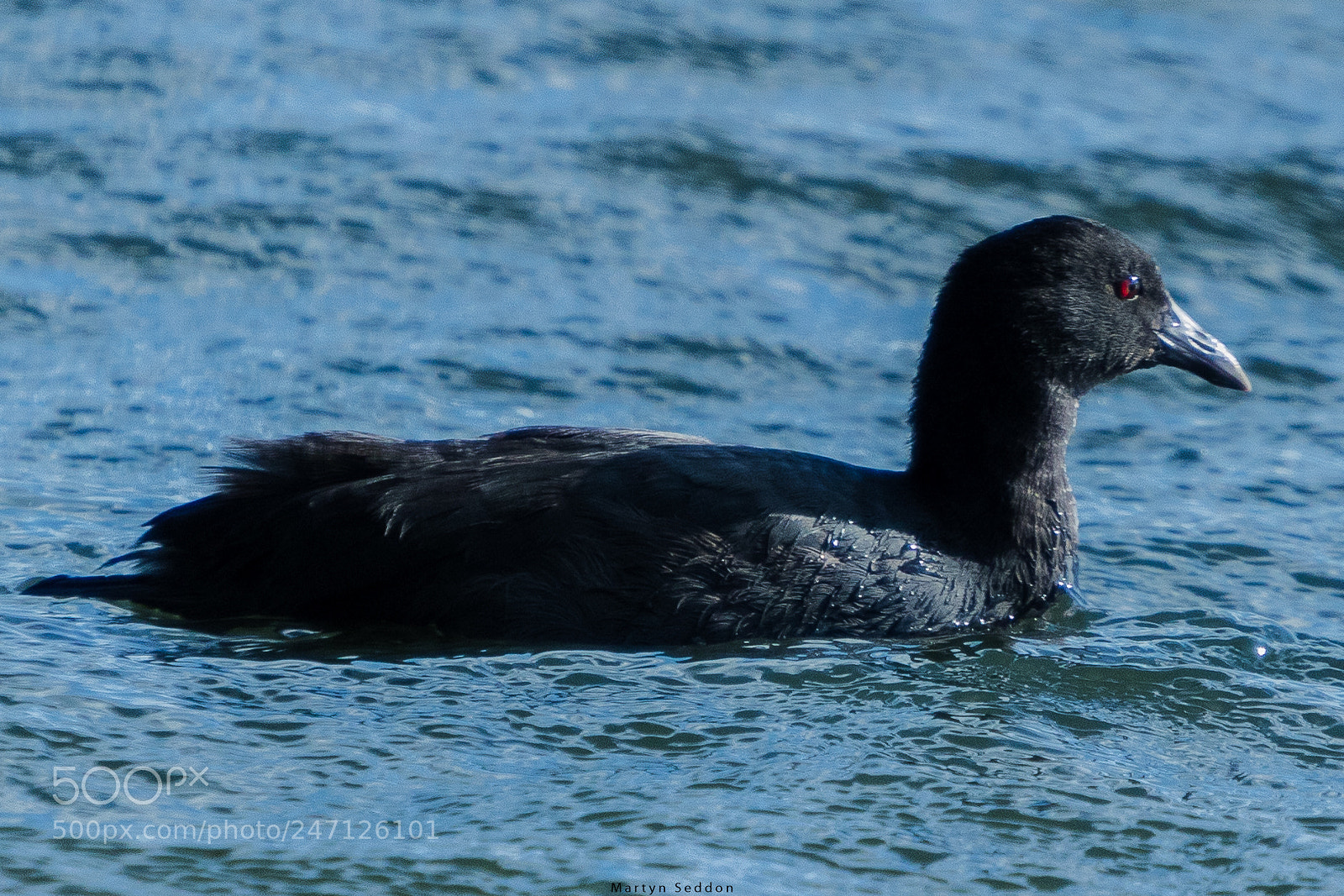 Canon EOS 7D Mark II sample photo. Australian coot photography