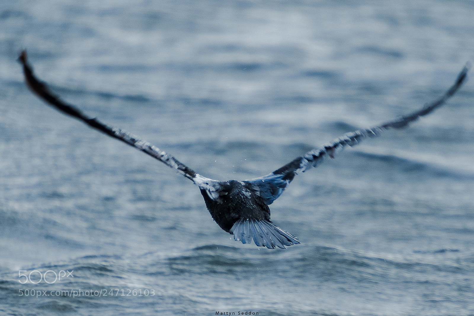 Canon EOS 7D Mark II sample photo. Goodbye little shag photography