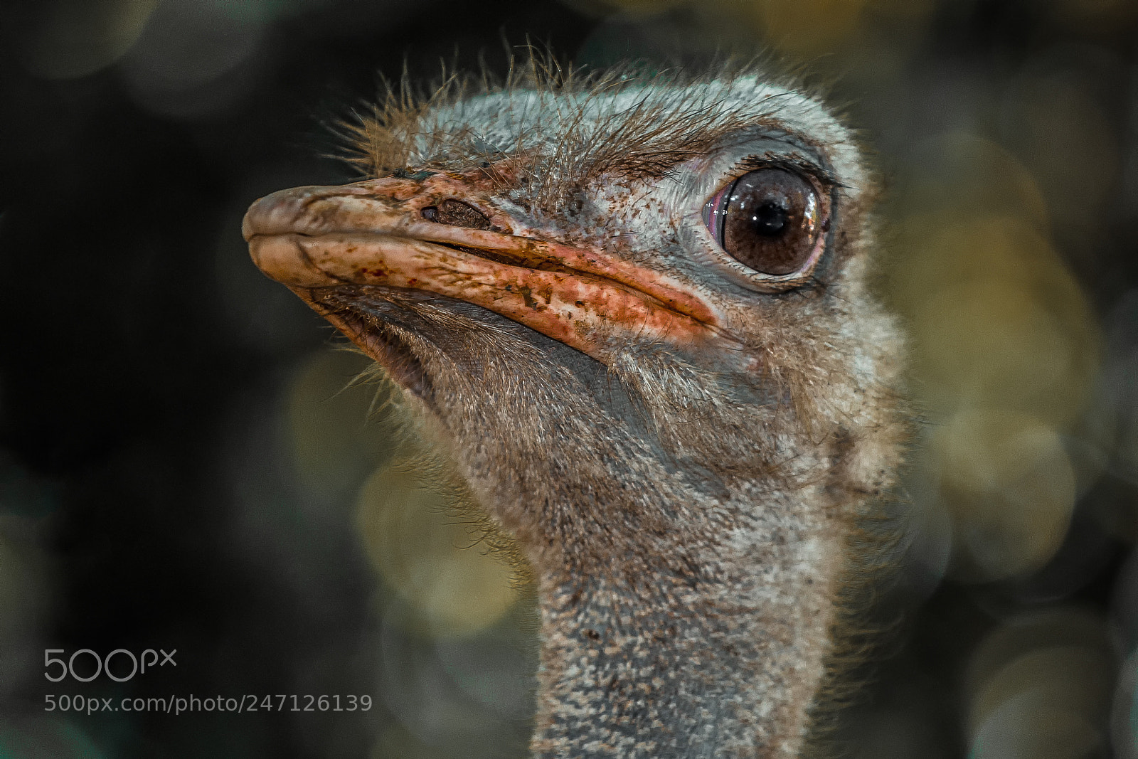 Canon EOS 550D (EOS Rebel T2i / EOS Kiss X4) sample photo. Ostrich with attitude portrait photography