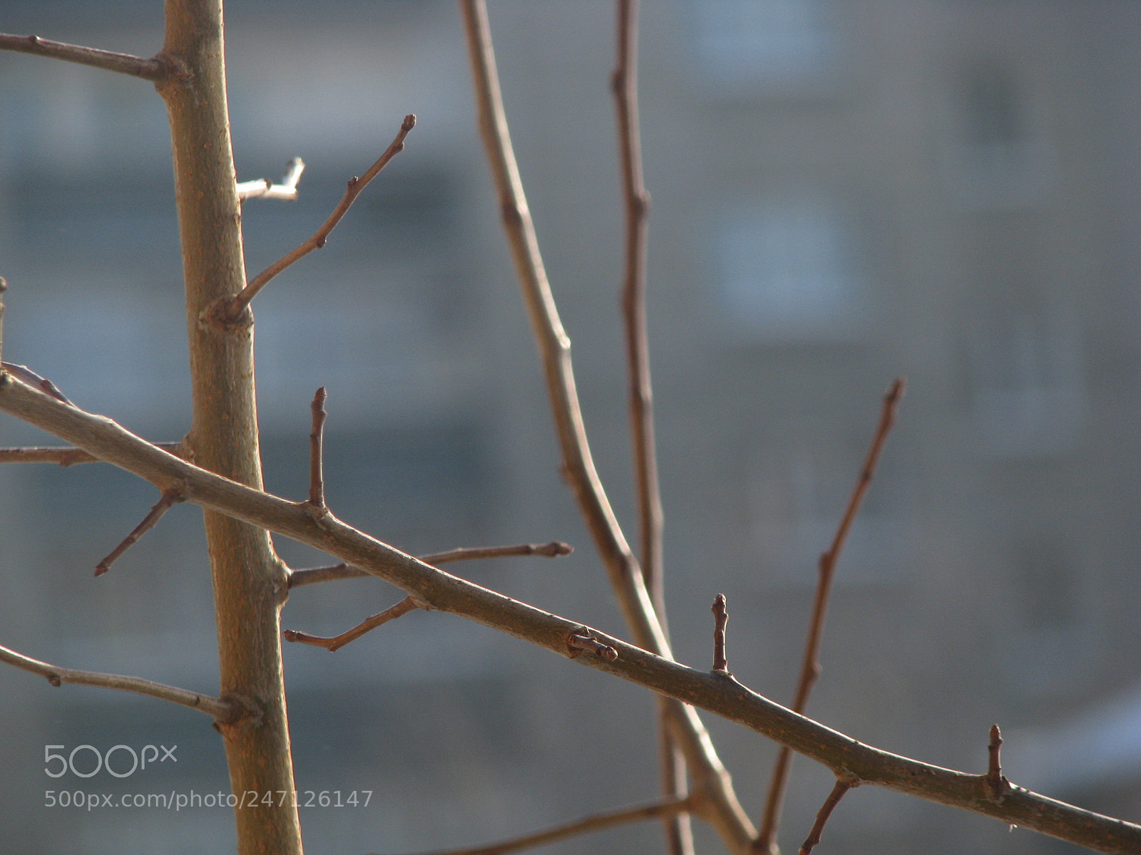 Canon POWERSHOT S5 IS sample photo. Img photography