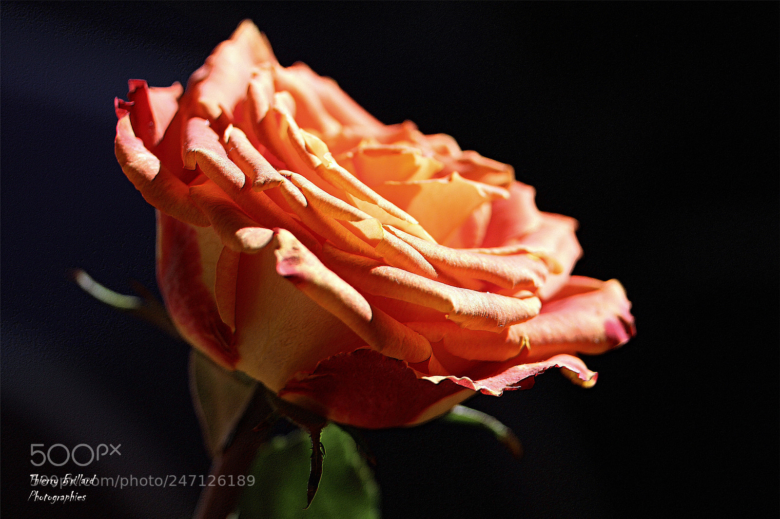 Canon EOS 600D (Rebel EOS T3i / EOS Kiss X5) sample photo. Rose orange photography