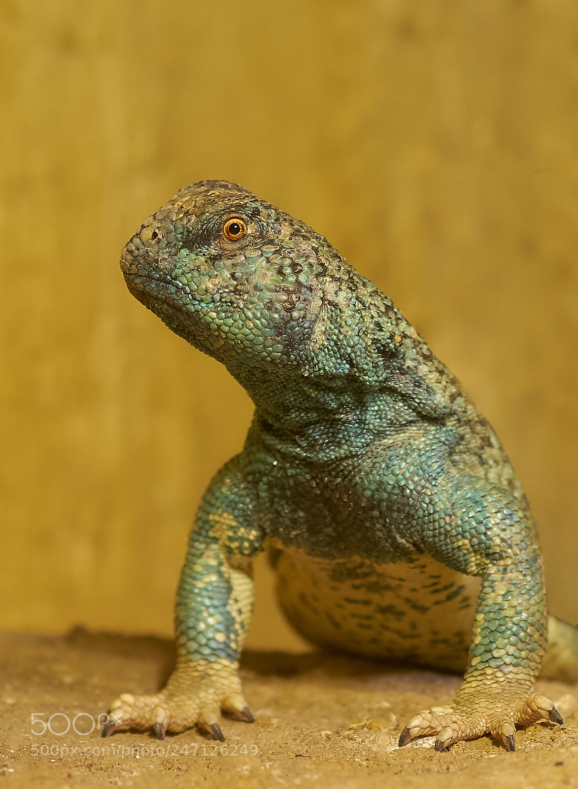 Sony ILCA-77M2 sample photo. Guckst du... photography