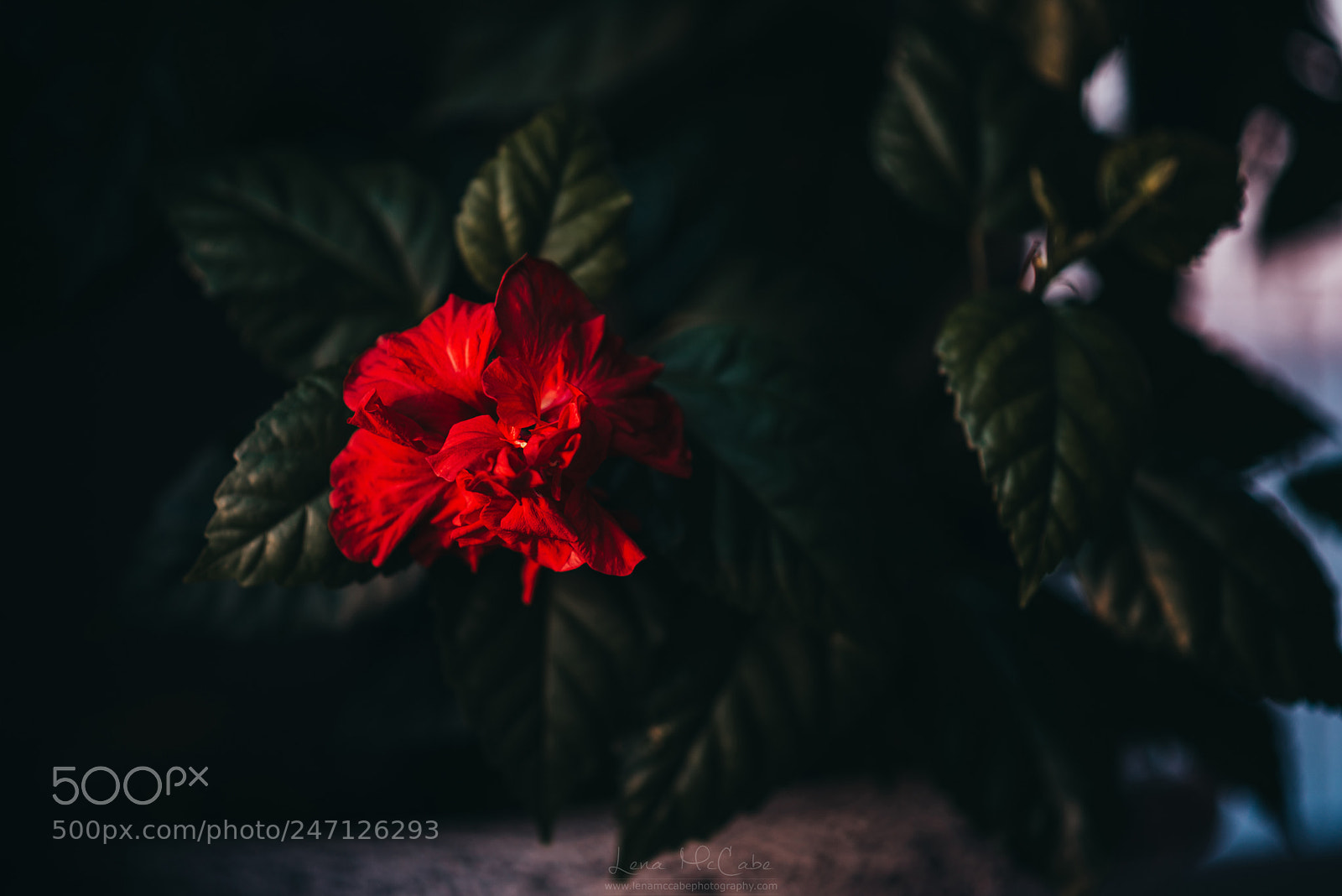 Nikon D800 sample photo. Hibiscus photography