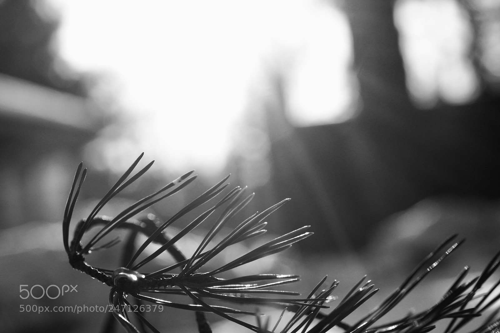 Canon EOS 500D (EOS Rebel T1i / EOS Kiss X3) sample photo. Wintersun photography