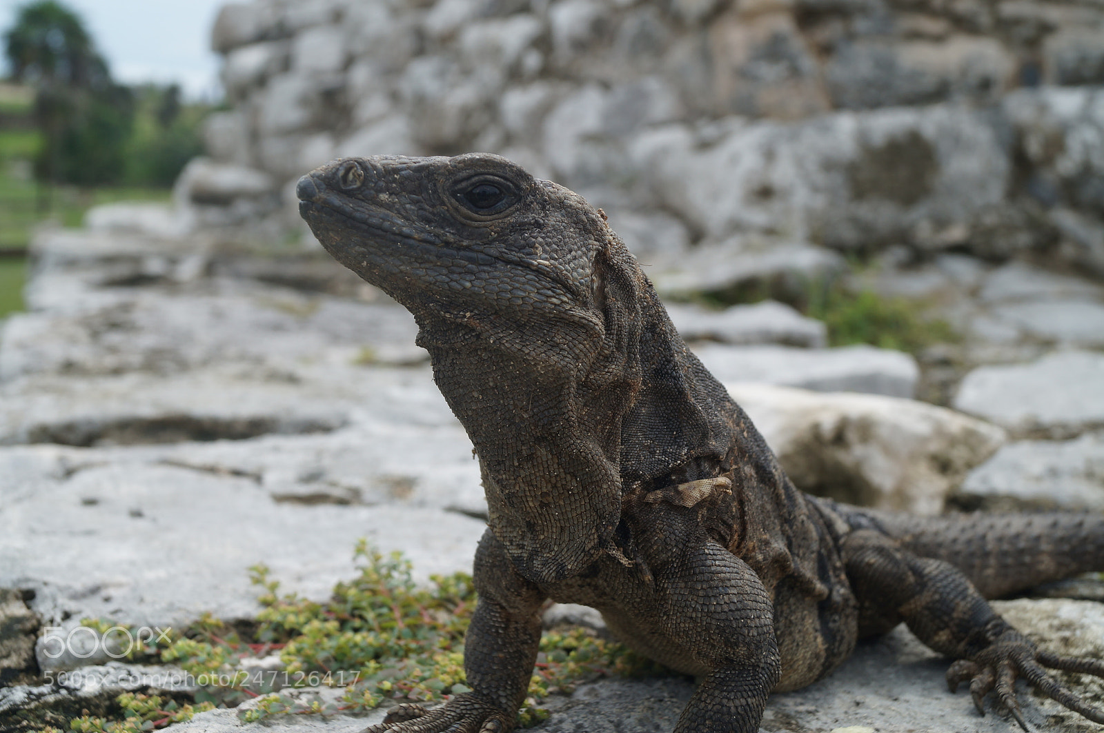 Sony SLT-A37 sample photo. Iguana photography