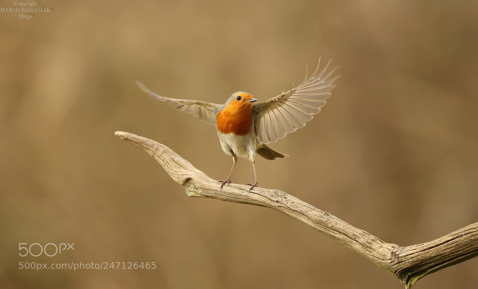 Canon EOS 7D Mark II sample photo. Robin conductor photography