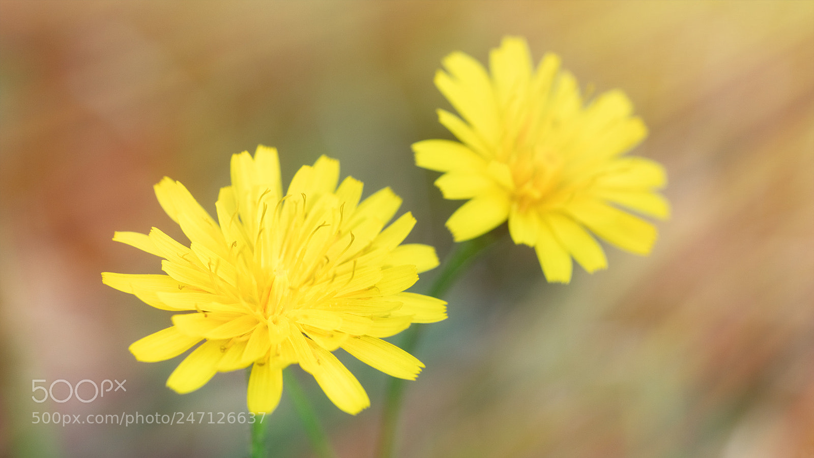 Sony a7R II sample photo. ... photography