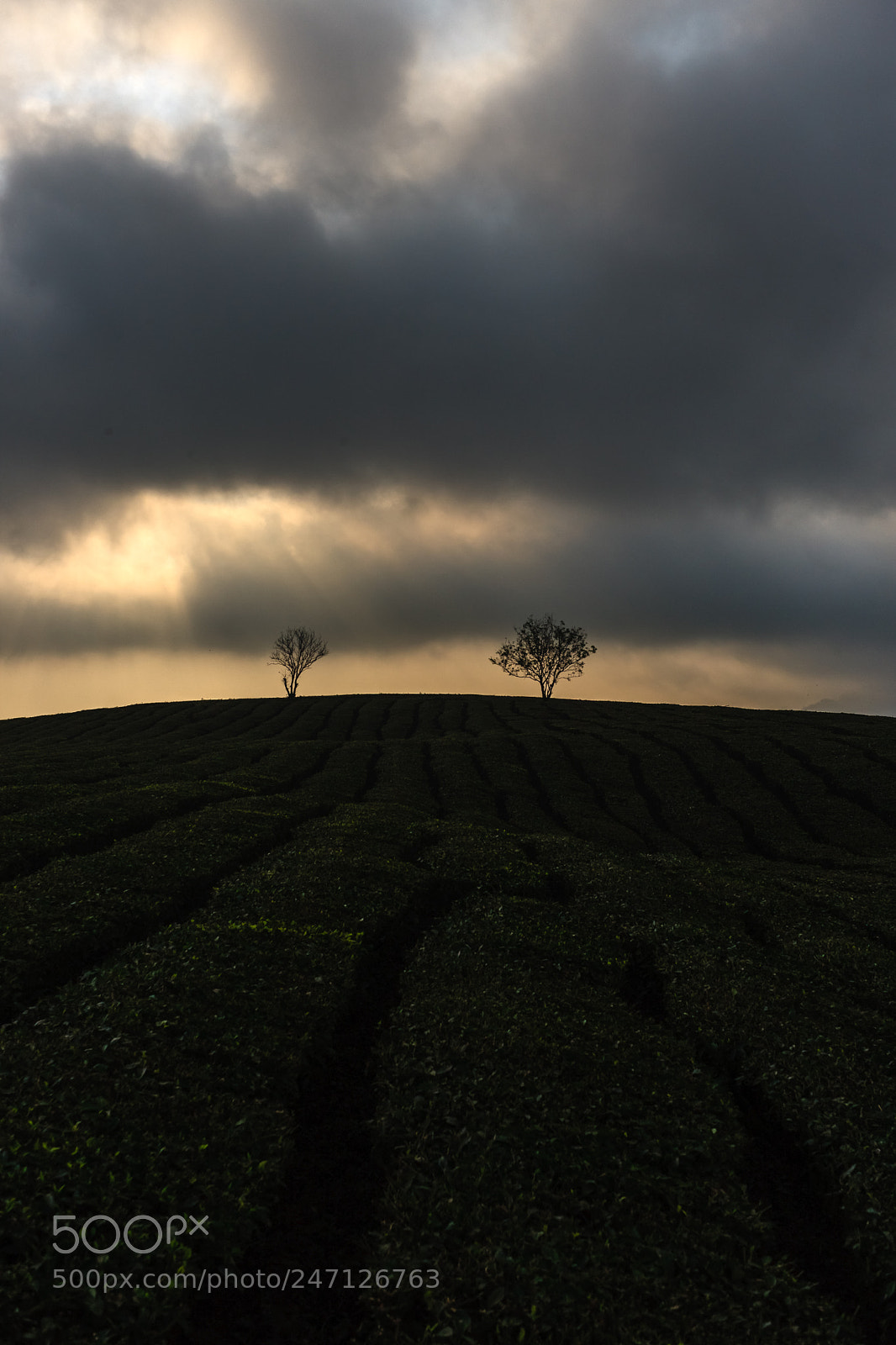Canon EOS-1Ds Mark III sample photo. Morning in tea farm photography