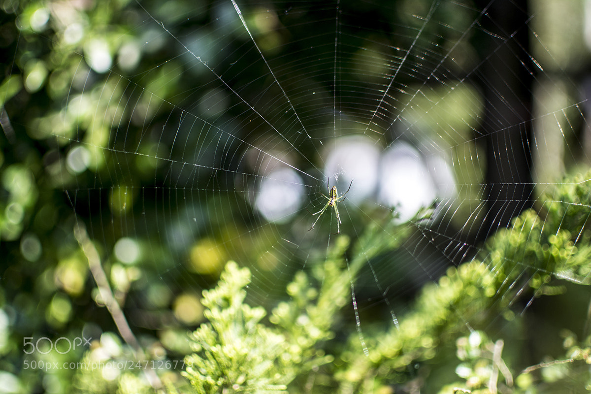 Nikon D7100 sample photo. 02.jpg photography