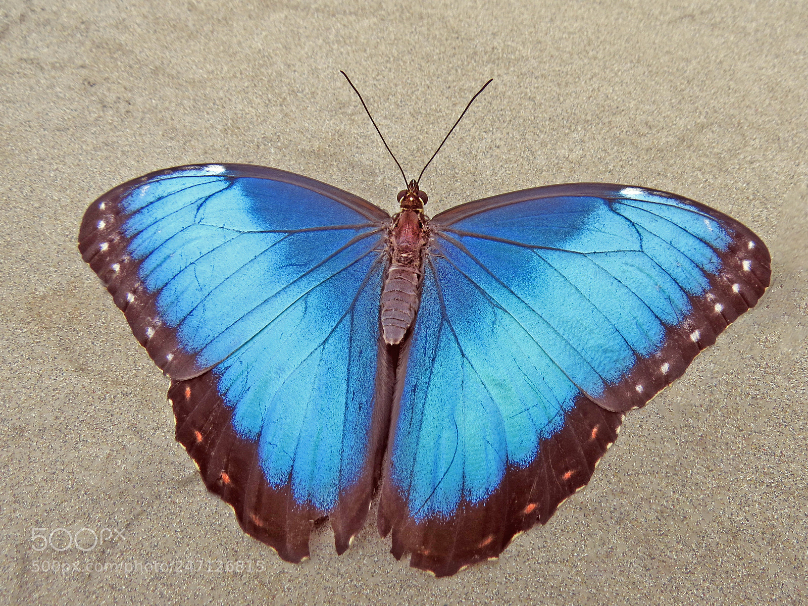 Canon PowerShot SX50 HS sample photo. Morpho helenor photography