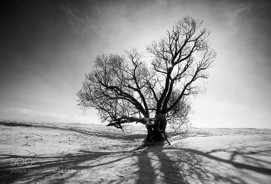 Canon EOS 5D sample photo. From "the tree collection" photography