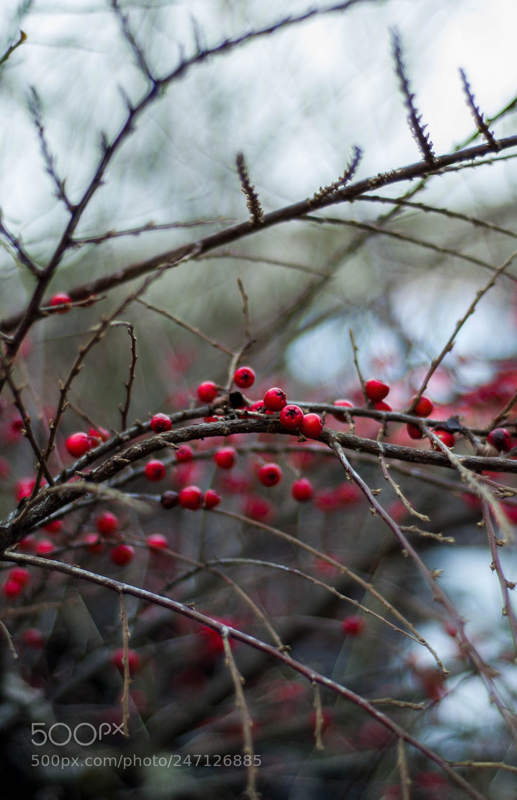 Nikon D50 sample photo. Bush photography