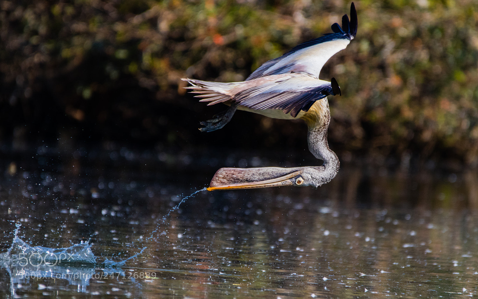 Canon EOS 80D sample photo. Pelican photography